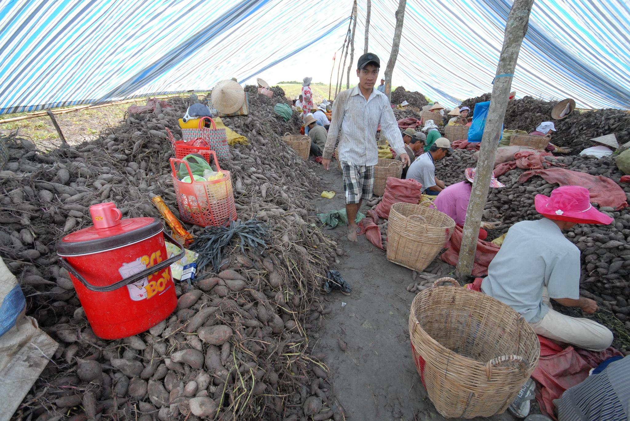 Nhiều nông sản mở cửa thị trường tỉ dân - ảnh 2